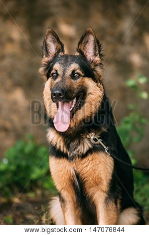 The Portrait Of Gazing Medium Size Mongrel Mixed Breed Long-Haired Black And Red Adult Dog With Prick-Ears, Opened Jaws, Tongue, Teeth.
