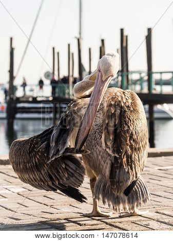 Young Pelican in the port of Walvis Bay Namibia.