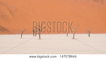 Dead Camelthorn (Acacia erioloba) Trees in Dead Vlei Namib-Naukluft National Park Namibia