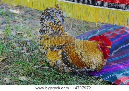 Rooster with a red comb and colorful plumage