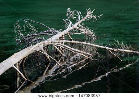 Blue spring lake and old tree stump fallen into water. Natural environment. Äntu Sinijärv Estonia Europe
