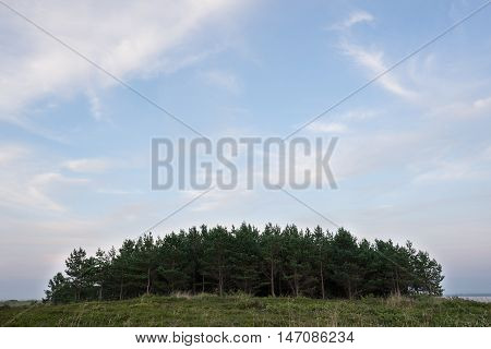 Pinewood on the coast white clouds and blue sky background. Beach in summer. Seaside forest natural environment. Shore of Koipsi Island Estonia Europe