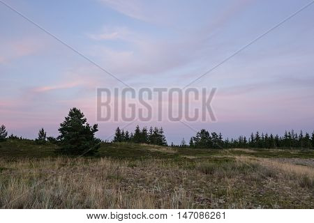 Evening sunlight and spruce tree on the coast pink clouds and blue sky background. Beach in summer. Seaside forest natural environment. Shore and pine in Koipsi Island Estonia Europe
