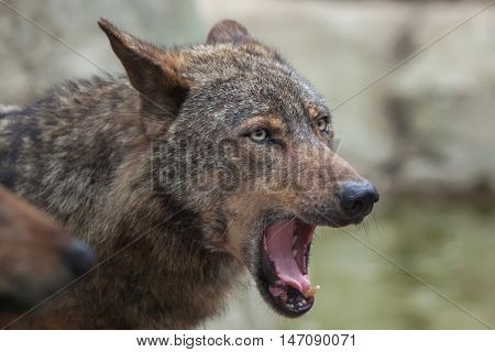 Iberian wolf (Canis lupus signatus). Wildlife animal. 