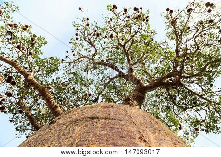 Baobab Tree Seen From Below Looking Up To The Branches