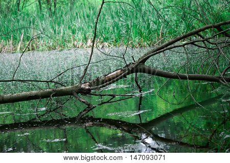 dry fallen tree in the marsh, a tree fell