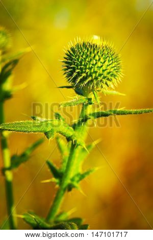 Musk Thistle or Nodding Thistle flower, Carduus nutans, close up