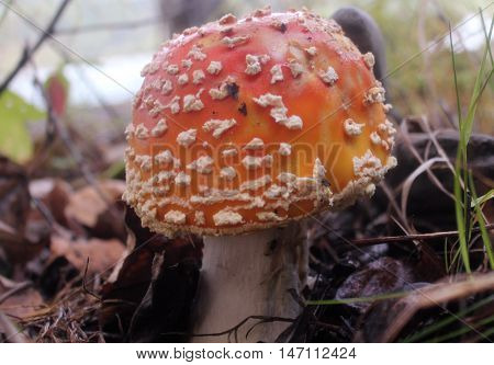 Fly agaric mushroom in the Canadian Rockies.