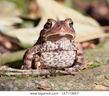 Front view of an American Toad (Anaxyrus americanus)
