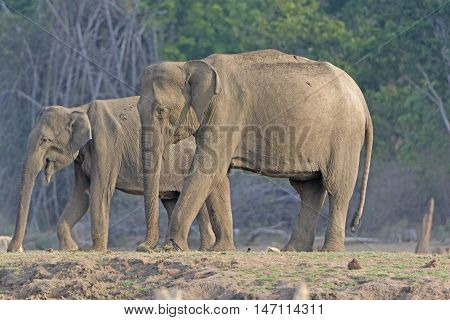 Large Female Indian Elephant along the Kabini River in Nagarhole National Park in India