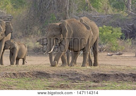 Male Indian Elephant along the Bank of the Kabini River in Nagorhole National Park in India