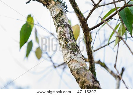 mantis camouflaged on a tree brown branches.