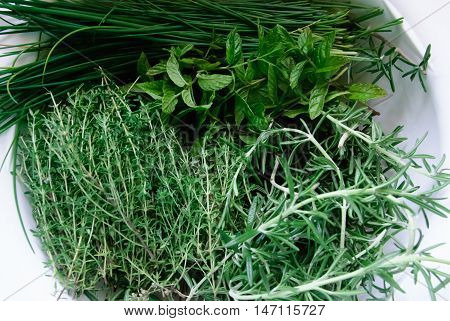A White Plastic Colander Filled with Thyme Rosemary Mint and Chives