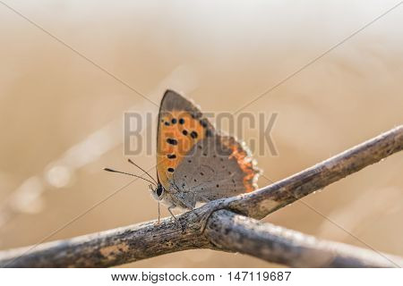Butterfly Common Copper (lycaena Phlaeas) On A Dry Twig