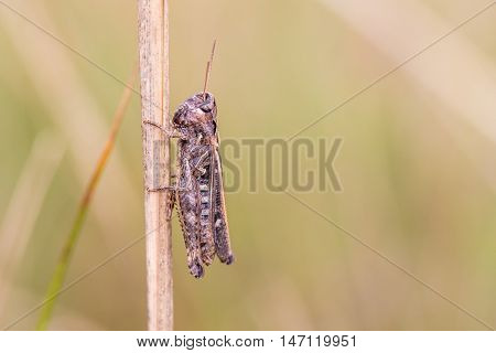 Meadow Grasshopper (chorthippus Parallelus) On The Stalk