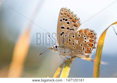 The Adonis Blue (polyommatus Bellargus) On A Blade Of Grass