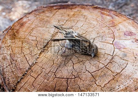 Photo of dead sparrow bird on stump