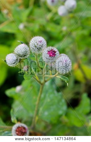 Blooming burdock (Arctium lappa) on the meadow