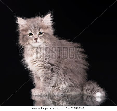 Cute fluffy grey kitten over black background
