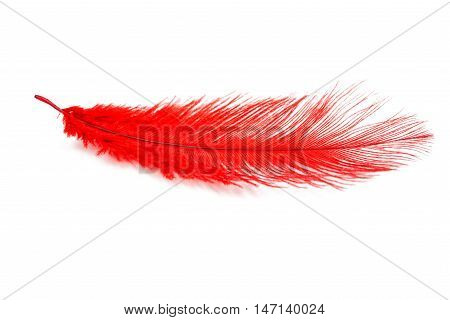 Red feather decoration  air over white background
