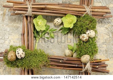 Easter frame with vintage background and seven boiled quail eggs plus two hellebore flowers