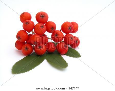 Rowan