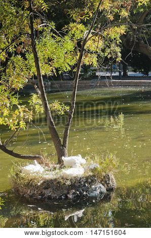 Three white ducks resting nex to the pond