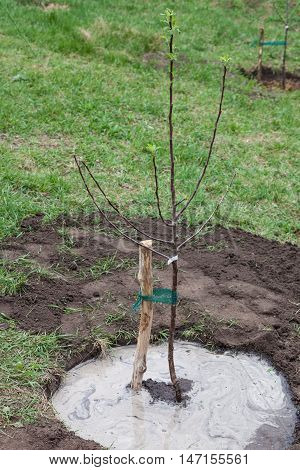Fruit tree seedling planted in the ground and pour water step by step guide