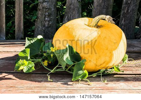 Large pumpkin with a branch Thladiantha Dubia on the old garden table. Vintage rustic style