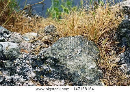 Yellowed autumn grass among the gray stones