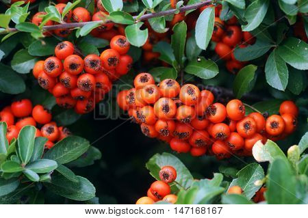 Bunches of bright autumn berries on pyracantha bush