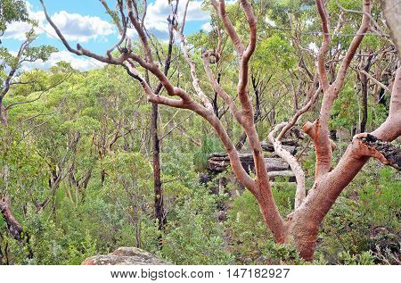 Sydney Red Gum (Angophora costata) tree in open forest in the Royal National Park, Sydney, Australia