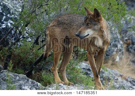 Whole wet Canis Lupus Signatus over rocks looking at the horizon, side view