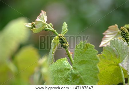 Vine Sprout With Young Bunch Of Grapes