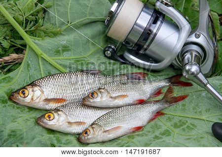 Several Common Rudd Fish On Natural Background. Catching Freshwater Fish And Fishing Rods With Fishi