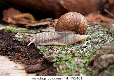 Helix Pomatia, Common Names The Burgundy Snail, Roman Snail, Edible Snail Crawling On The Trunk Tree