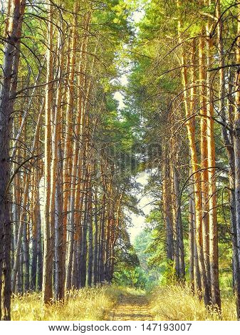 Walk on the morning forest. Forest trail in the morning pine wood