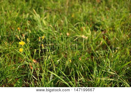 Defocused unkept grass during sunset with soft warm light and focused small yellow flower in left side of photo photo taken in