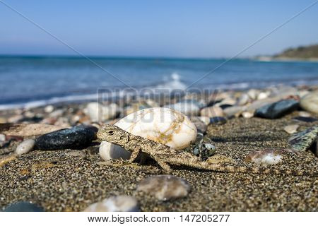 Small saurian (Close-up) on the sea shore