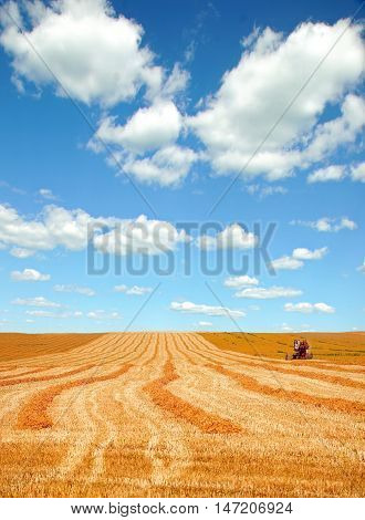 Wheat harvest on a summer field under a cloudy sky.