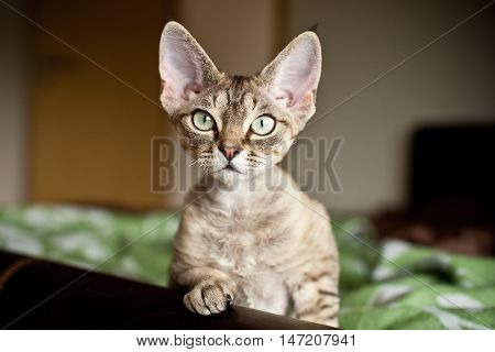 Funny Devon Rex kitten is looking what is going on. Cat portrait with curiosity expression. Home pets