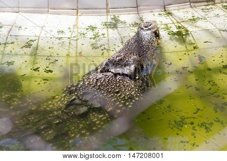 Crocodile in Zoo at Samut Prakan thailand