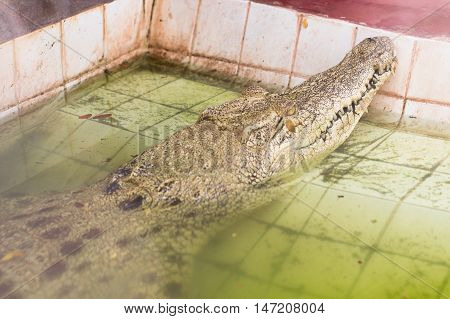 Crocodile in Zoo at Samut Prakan thailand