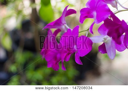 Pink flower background in zoo Smutprakan Thailand