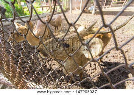 Deer in Zoo at Samut Prakan thailand.