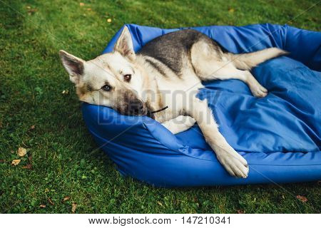 relaxing dog on his bed, green grass background