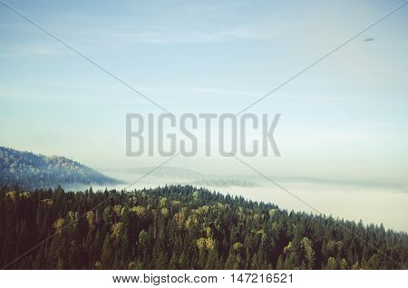 thick fog covered with thick coniferous forest. forest with a bird's eye view . coniferous trees, thickets of green forest. fog covered with thick coniferous forest.