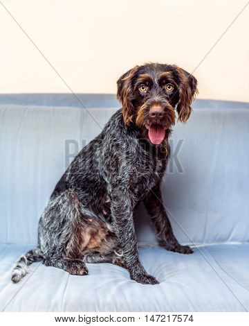 Purebred German Wire-haired Pointer
