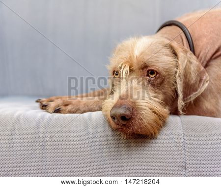 Purebred German Wire-haired Pointer