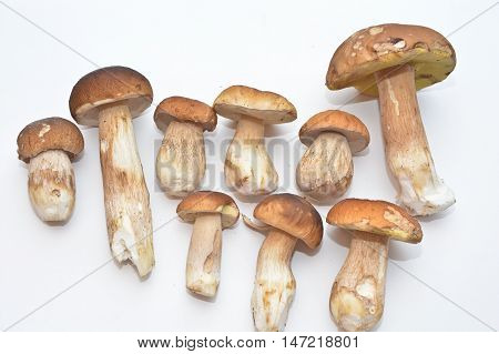 White mushroom (Boletus edulis). Group of edible mushrooms on white background.